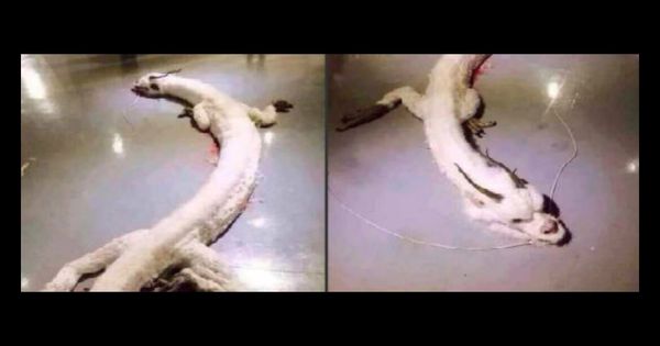 Is this a real dead dragon with fluffy white bunny fur?