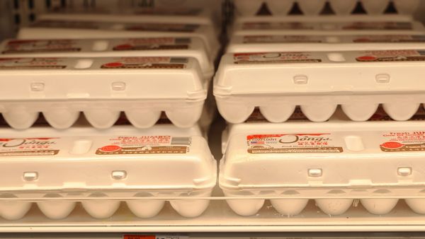 eggs