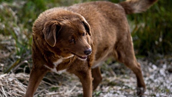 Guinness World Records said that Bobi the Portuguese dog is the world's oldest dog ever and the oldest living dog as well.