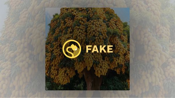 An image shows a tree with many yellow fruits on it says it's fake.