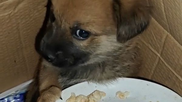 A video purportedly showed a puppy shaking and refusing to eat after hearing an Israeli airstrike hit Gaza.