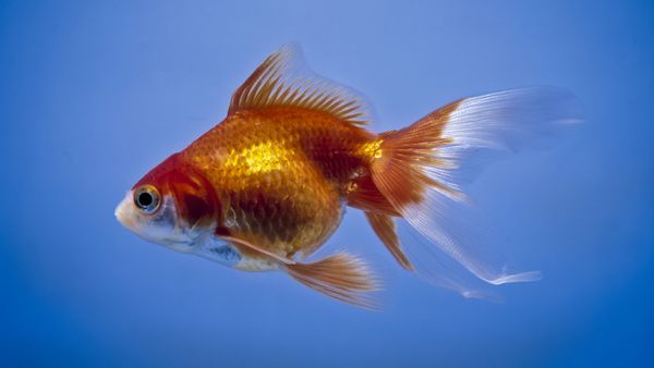 goldfish