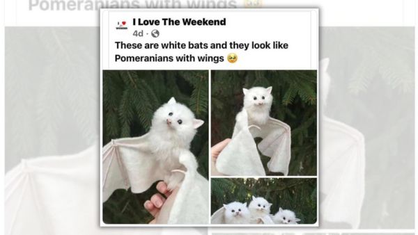 An image alleges to show white bats. The caption says, 