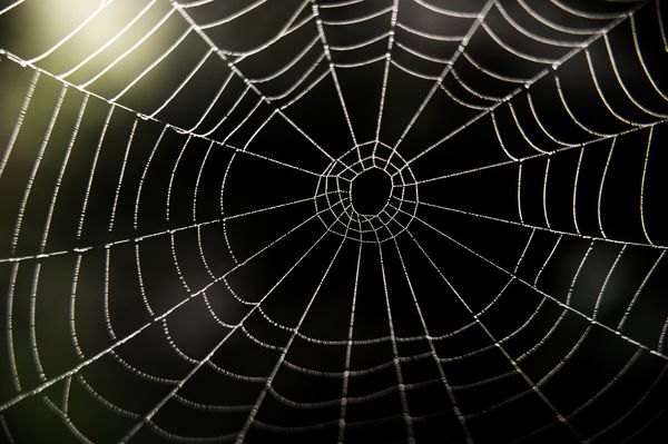 A white spider-web takes up the entire image.