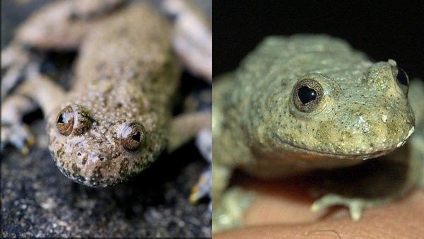 Two frogs with heart-shaped pupils are shown side by side.
