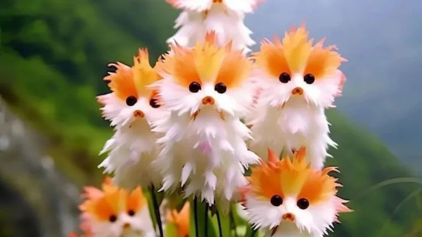 A fake flower called cats eye dazzle is being shared online next to sales for supposed seeds, all based on photos generated by AI.