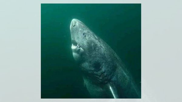 A white shark is shown in an ocean.