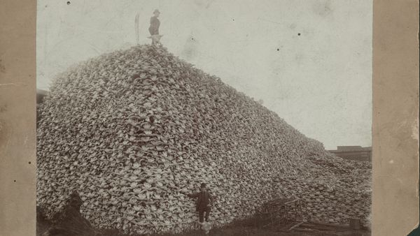 A person stands on top of a hill of bison skulls. Another person stands at the bottom of the image.