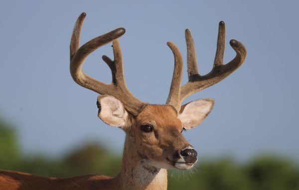 A deer with large antlers is photographed looking towards the right of the frame.