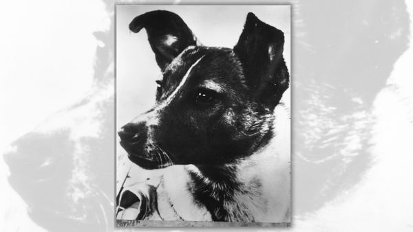 A black and white image shows a dog looking to the right.