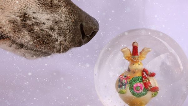 Some snow globes contain the antifreeze ingredient ethylene glycol, which can be fatal to dogs, cats and children.