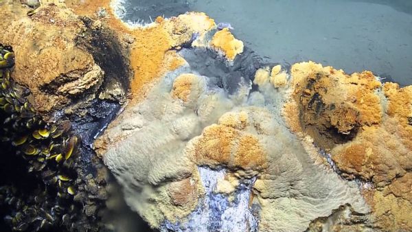 What appears like yellow moss is shown at the bottom of the ocean.