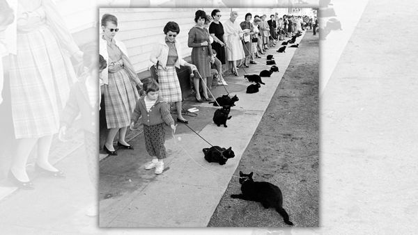A black and white image shows a long line of people holding cats on leashes on a sidewalk.