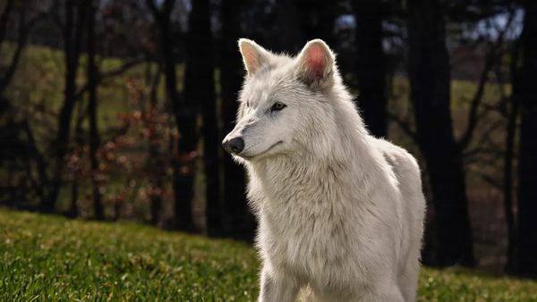 A white wolf is shown standing outside.