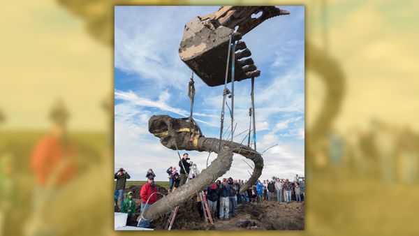 People watch watches as a mammoth skull and tusks are hoisted from the excavation pit.