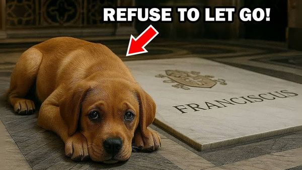 A brown dog lies besides a grave that says FRANCISCUS. Above, a red arrow points to the dog, with white text saying, "REFUSE TO LET GO!"