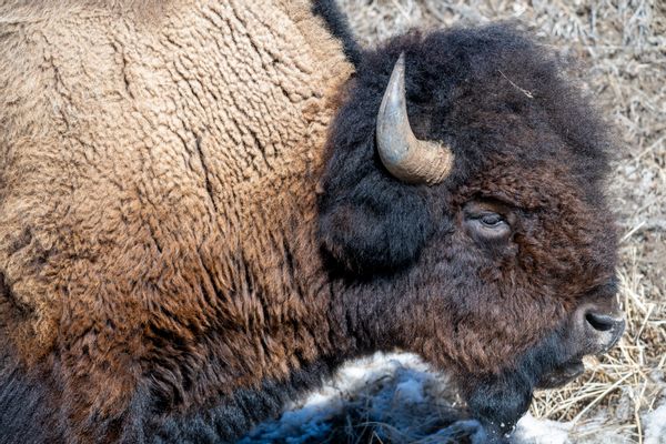 A buffalo is pictured outside.