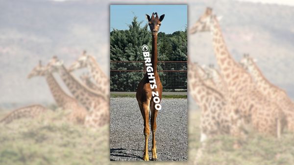 In the foreground: A picture of a giraffe with no spots and a large watermark over it that says "Brights Zoo." In the background: A blurred image of giraffes (with spots)