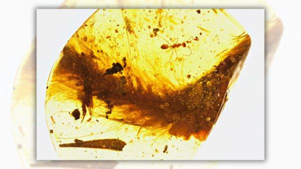 Screenshot of elliptical amber piece with feathered tail and bugs in it
