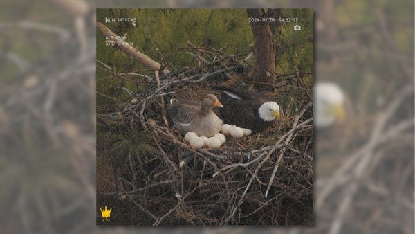 A bald eagle appears to sit next to a goose in a nest. They both appears to be sitting on eggs.