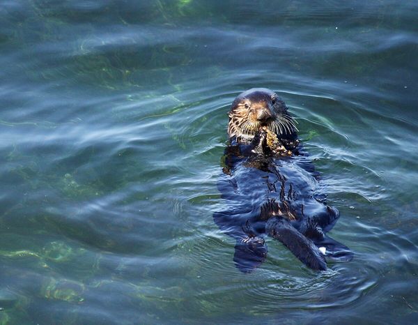 An image of an otter looking toward the camera and holding what appears to be kelp.  