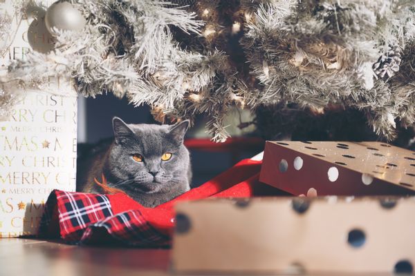 Grey cat sits underneath a flocked Christmas tree surrounded by presents. 