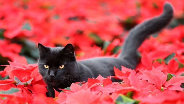 A black cat walks among red poinsettia plants