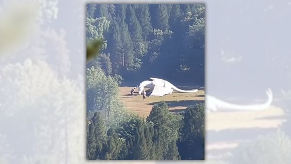 A screenshot of AI-generated video of a white dragon in a clearing surrounded by a pine forest, with two people standing around the dragon.