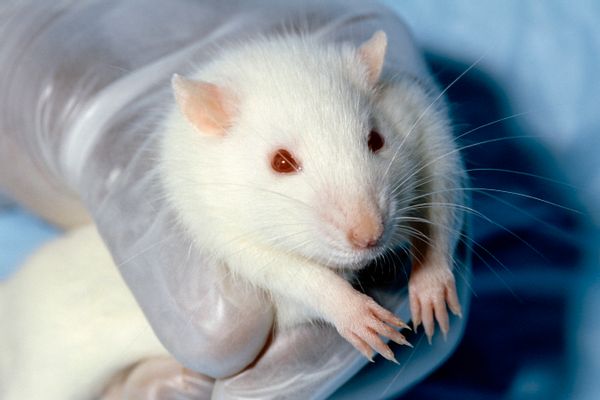 An gloved hand holds an white-furred, albino rat.