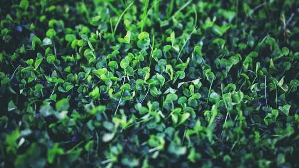 A field of young clover
