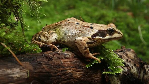 A tan frog with black spots sitting on a log in a mossy forest.