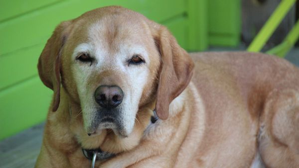Photos shows senior Labrador with white around eyes and muzzle