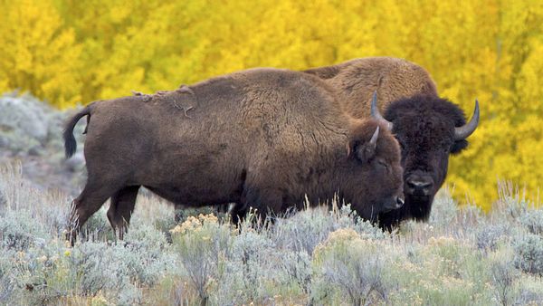 A photo of a male adult bison and a female adult bison standing together in tall, pale green grasses. Trees full of bright yellow leaves sit in the background, contrasting the dark colors of the bison in front of them