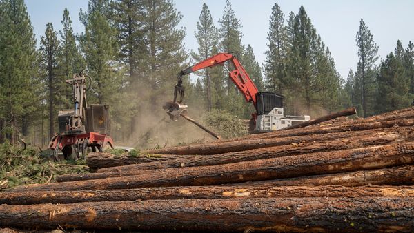 Red construction vehicles breaking up logs and branches in a forest. 