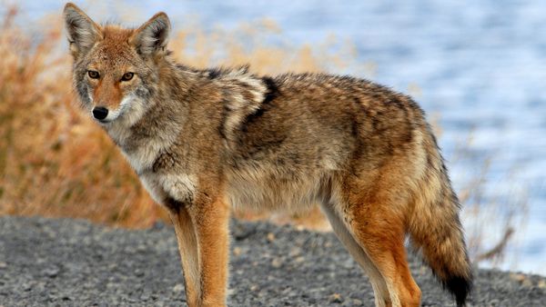 A coyote stands near Tule Lake, California.