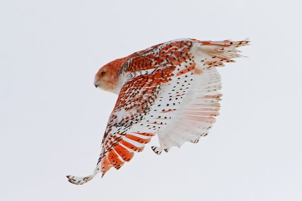 A snowy owl with bright orange markings in flight. 