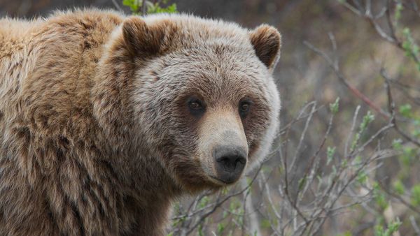 A brown grizzly bear. 