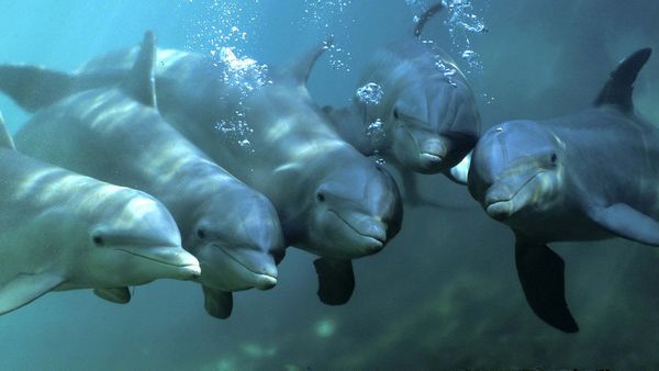 A pod of bottlenose dolphins in Xcaret, Mexico, look at a diver.