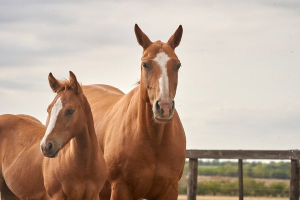 Two chestnut horses with white facial markings. 