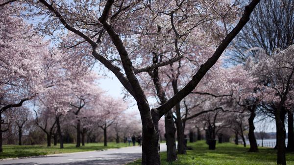 A photo of cherry blossoms in bloom around a bike and pedestrian path