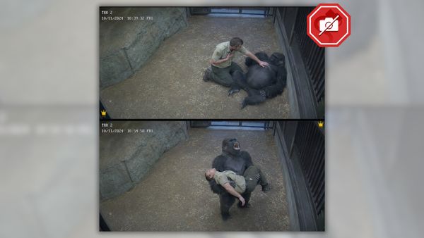 AI-generated images of a man rubbing a gorilla's belly and a gorilla screaming while holding the man's apparently lifeless body. 