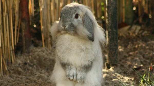 A white and grey lop rabbit stands on its hind legs.
