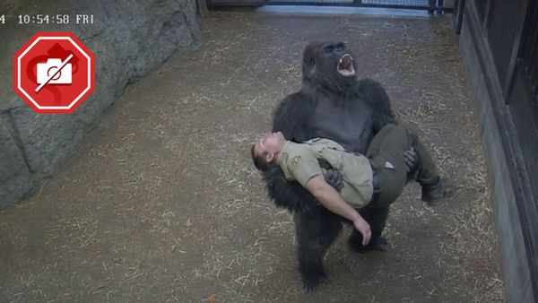 AI-generated screenshot of surveillance footage showing a gorilla holding a collapsed man and screaming for help. 