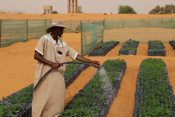Man wearing a sun hat uses a hose to water small trees planted over sand.