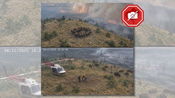 The picture shows a fake AI-generated image of bison surrounding a hiker, and another image of a helocopter rescue crew saving the hiker from wildfires.