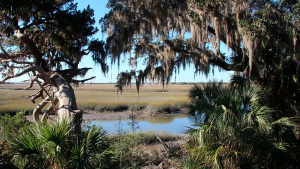 A body of water within Cumberland Island National Seashore runs through area surrounded by trees and grasses.