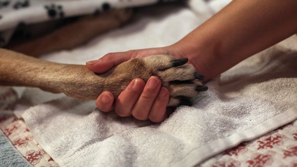 A person's hand holds a dog's paw while resting on a white towel with a patterned blanket underneath.