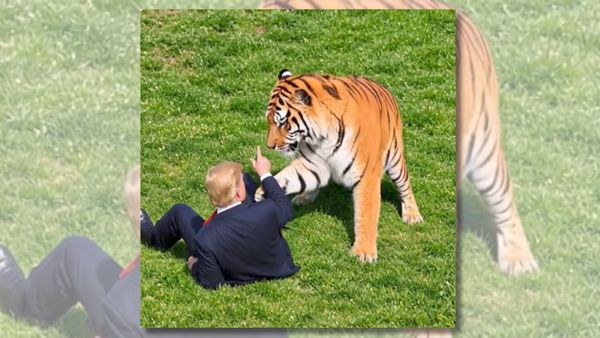 Screenshot of an AI-generated video depicts President Donald Trump playing with a tiger.